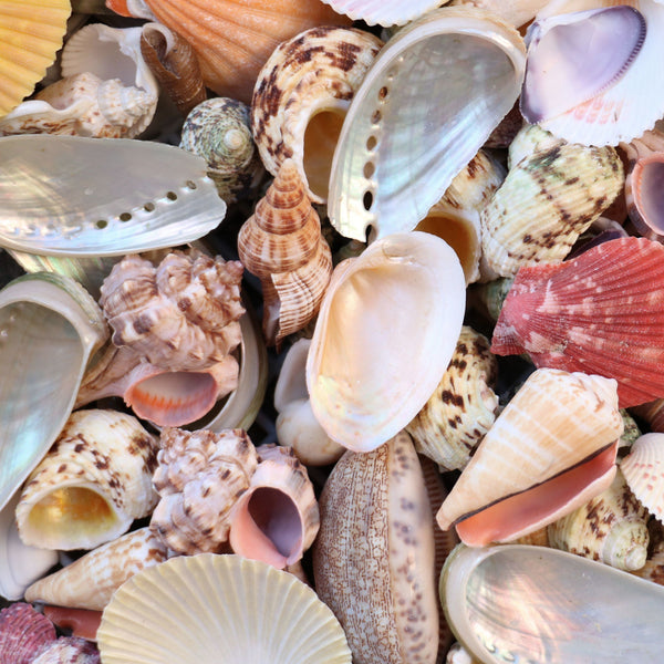 Large Assorted Seashell Mix - 1 Kg